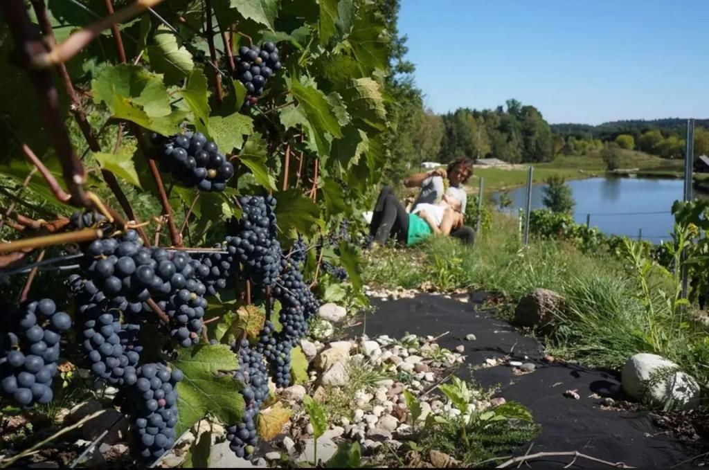 Дома для отпуска Namelis šalia vynuogyno Būdziliai